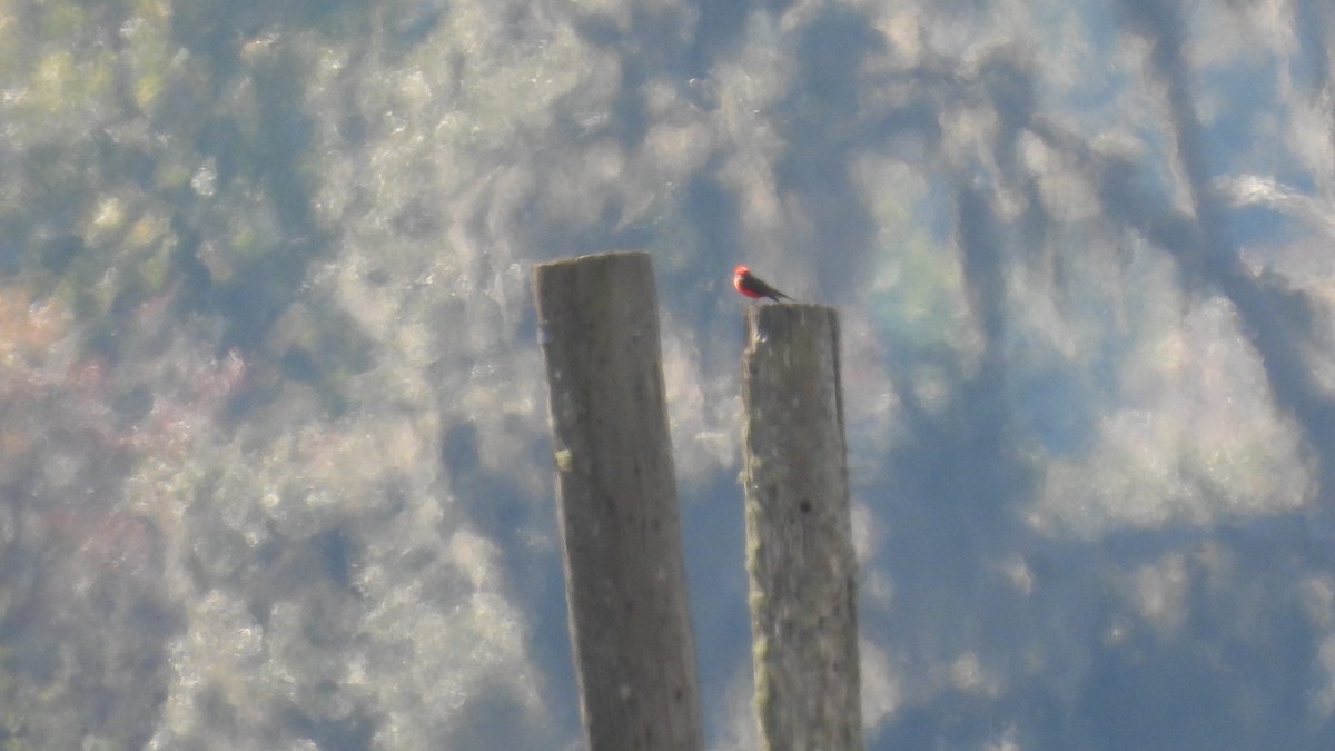 Vermilion Flycatcher - ML644675628