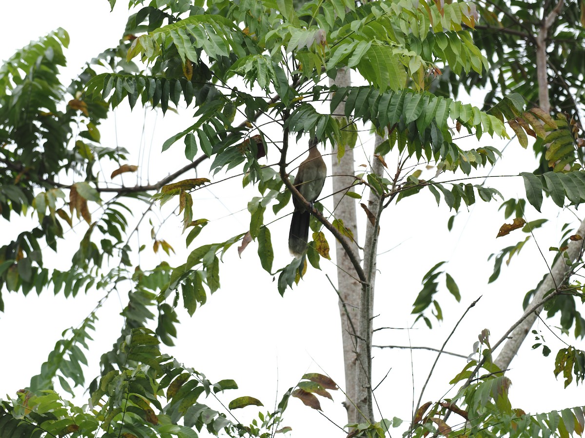Gray-headed Chachalaca - ML644675637
