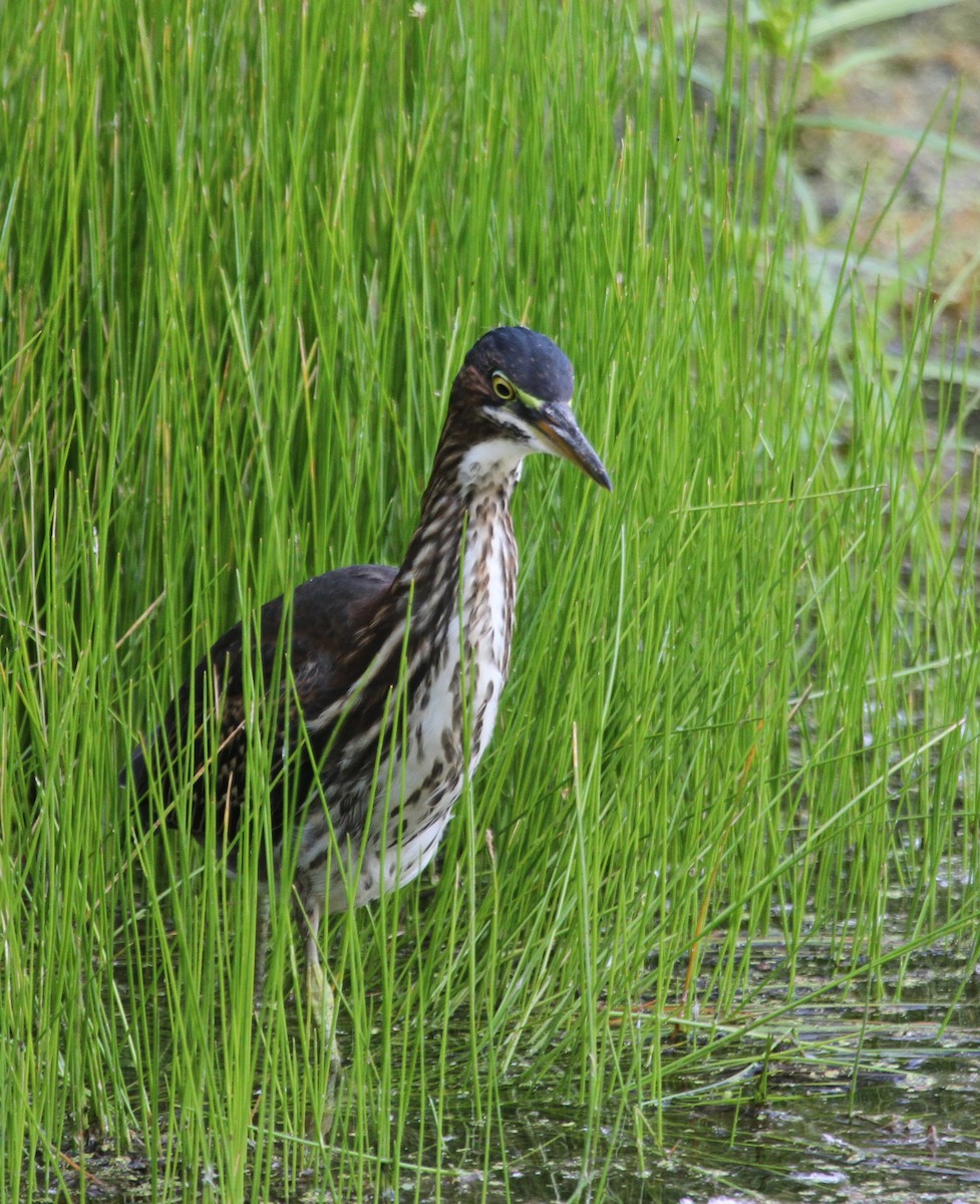 grønnrygghegre - ML644675638