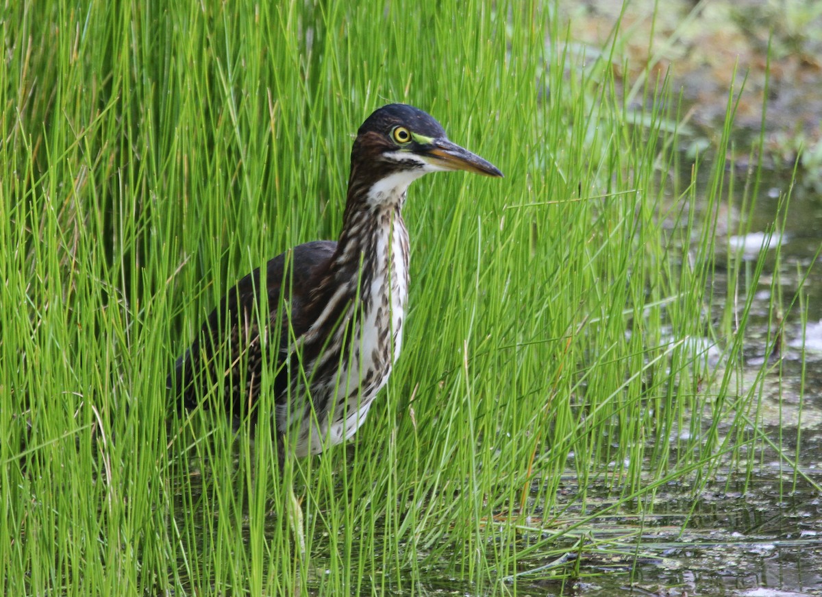 grønnrygghegre - ML644675640