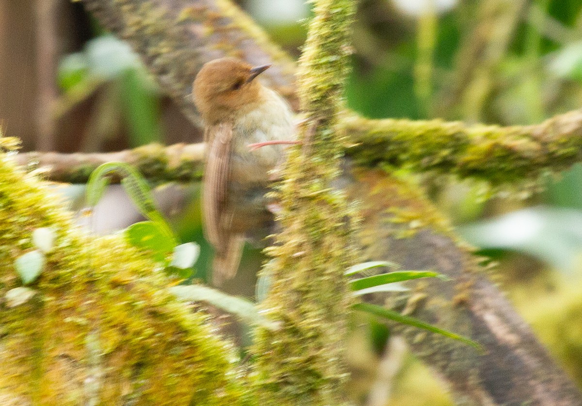 Papuan Scrubwren - ML644675644