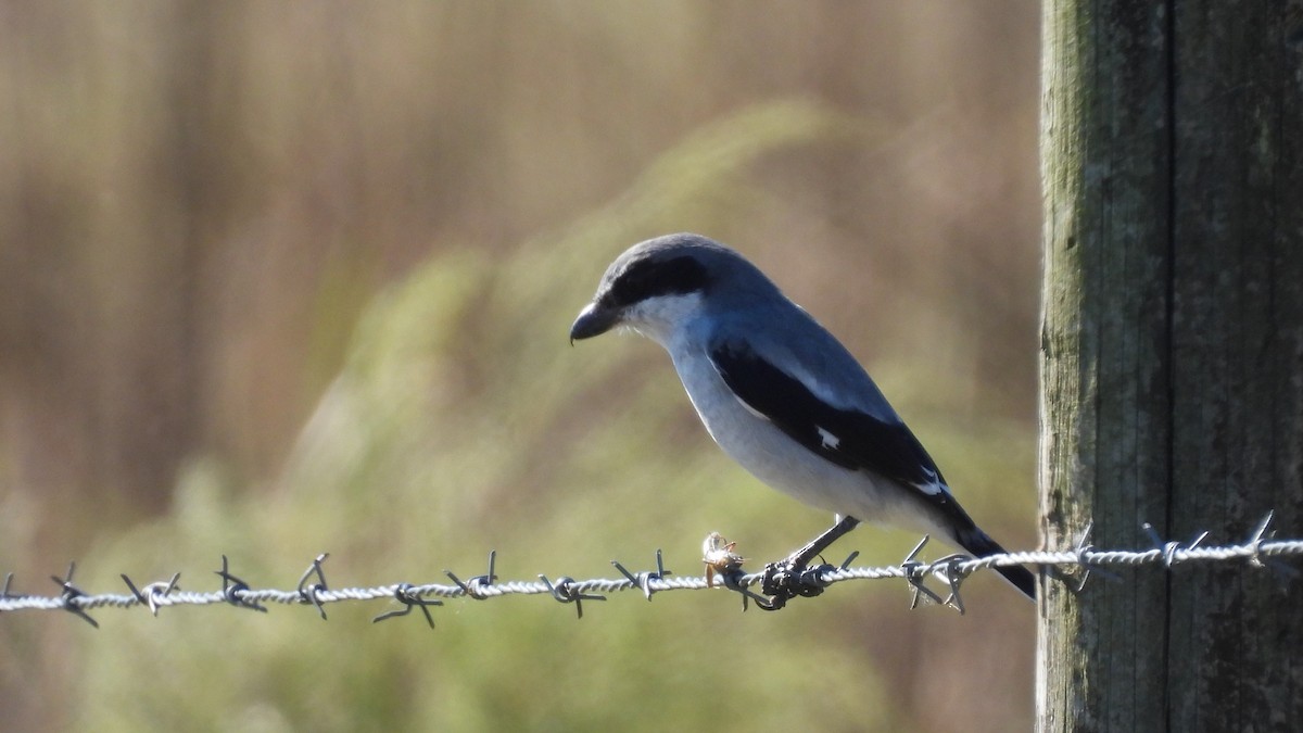 Loggerhead Shrike - ML644675647
