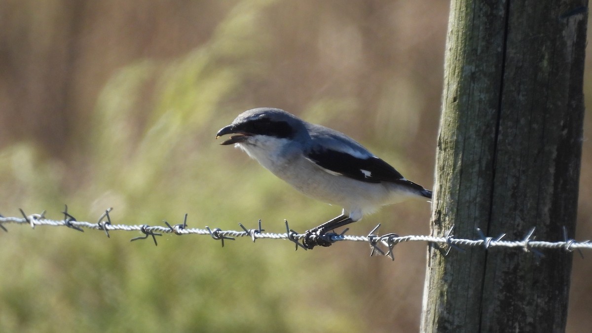 Loggerhead Shrike - ML644675648