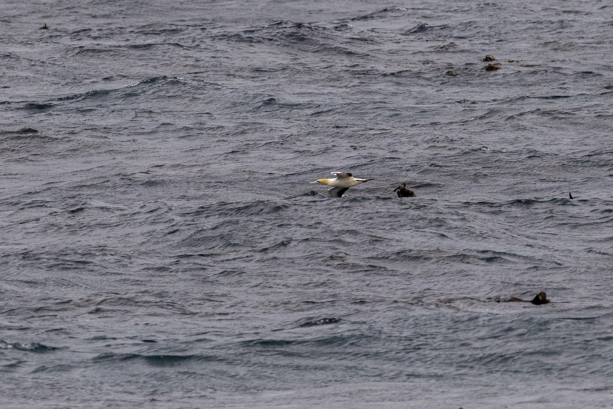 Cape Gannet - ML644675649