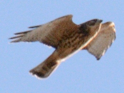 Broad-winged Hawk - ML644675650