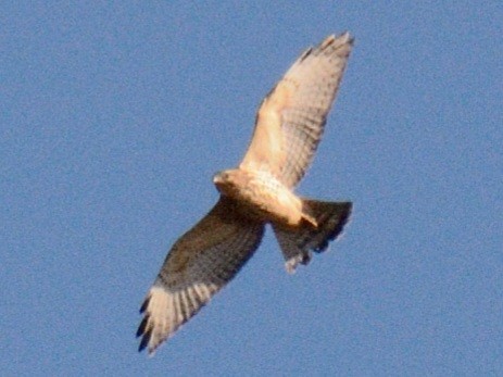 Broad-winged Hawk - ML644675651