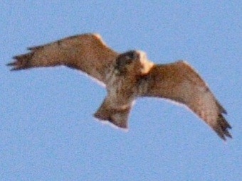 Broad-winged Hawk - ML644675653