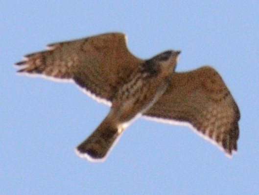Broad-winged Hawk - ML644675654
