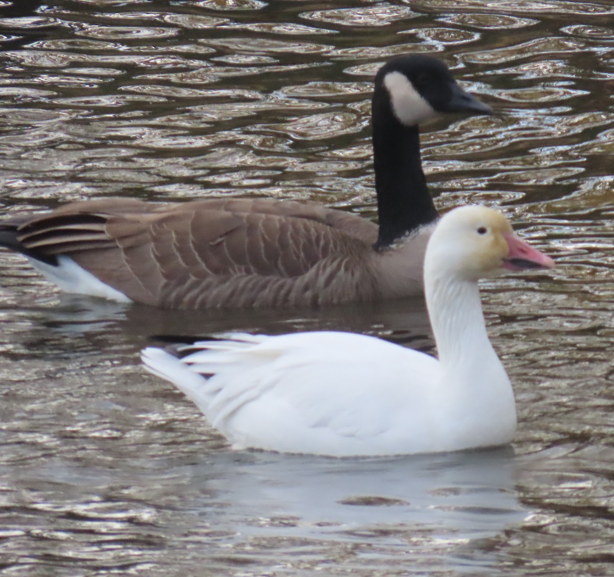 husa sněžní - ML644675662