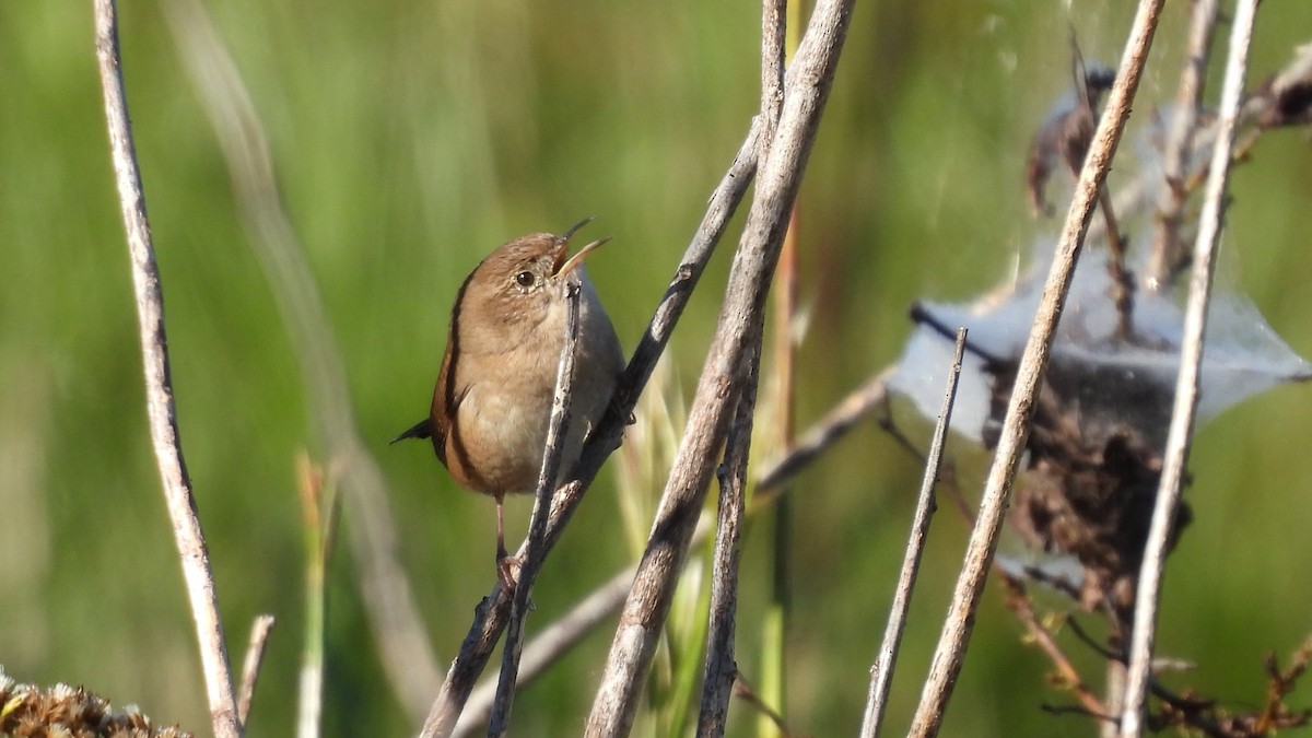 Northern House Wren - ML644675664