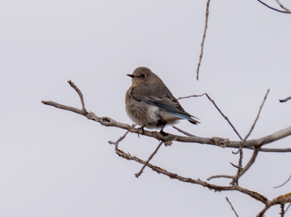 Mountain Bluebird - ML644675666
