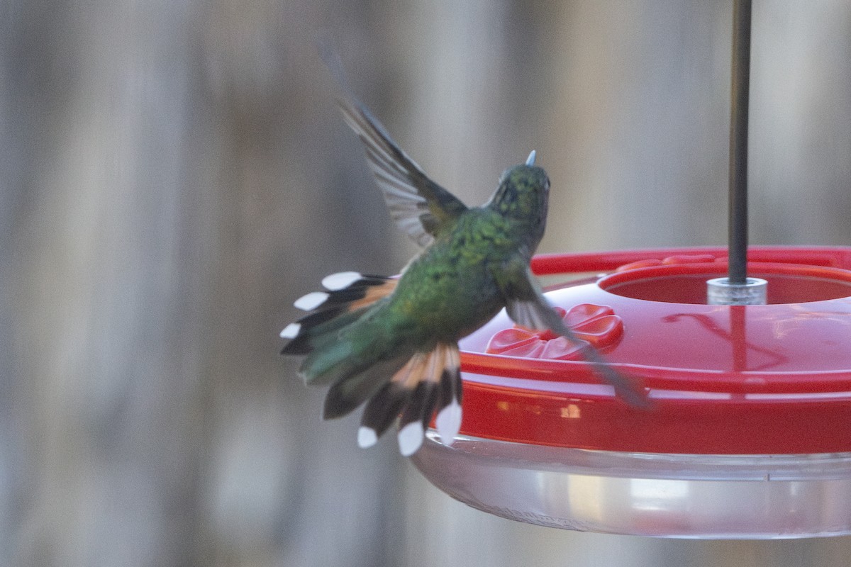 Broad-tailed Hummingbird - ML644675669