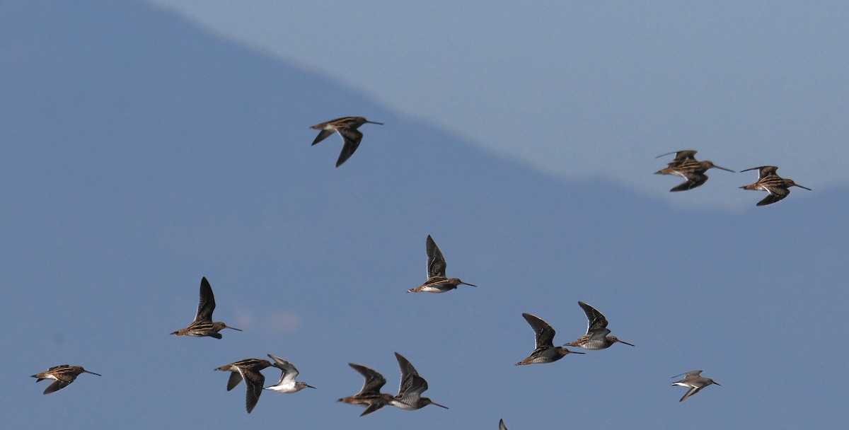 Common Snipe - ML644675670