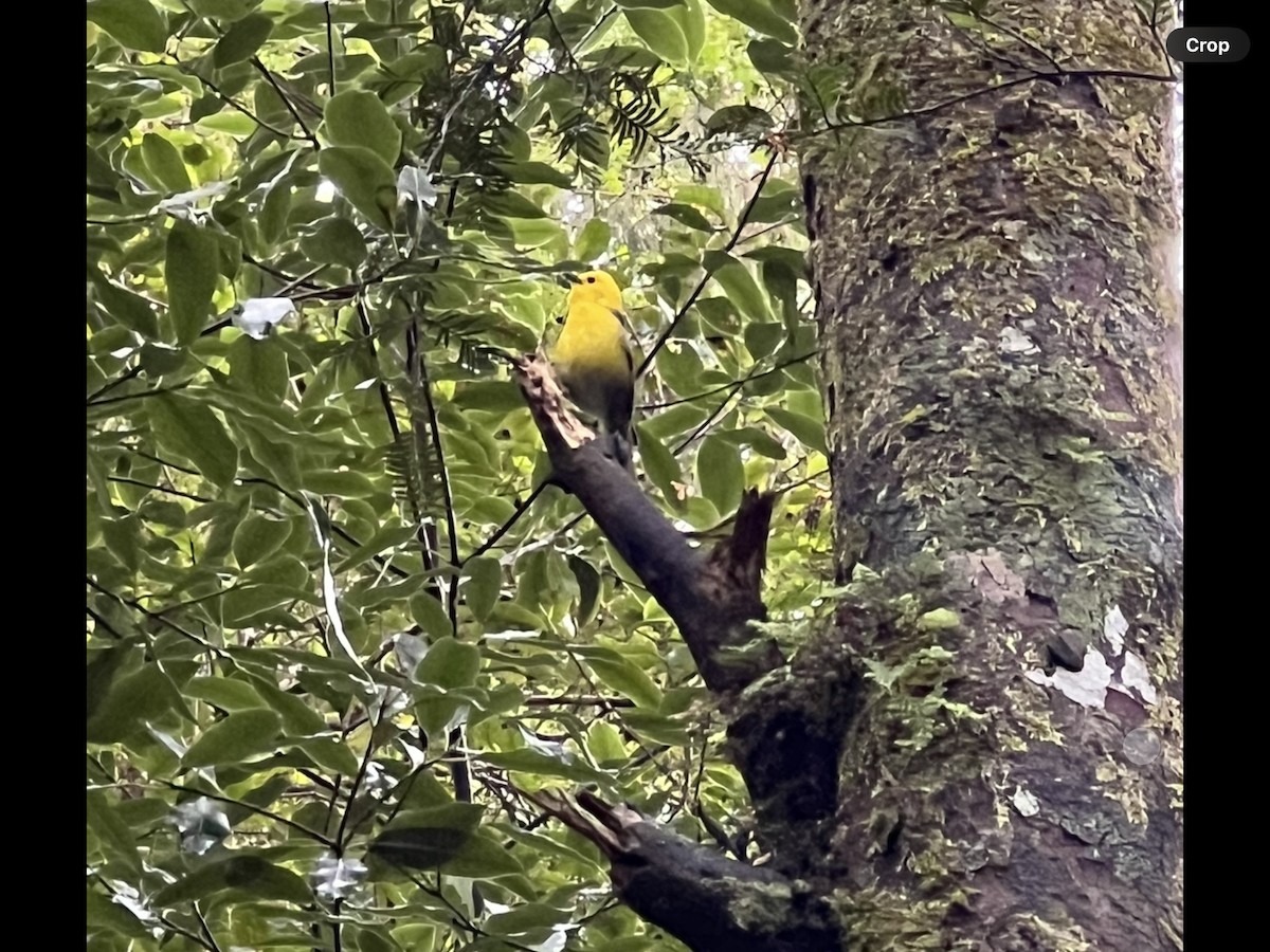 Yellowhead - ML644675671