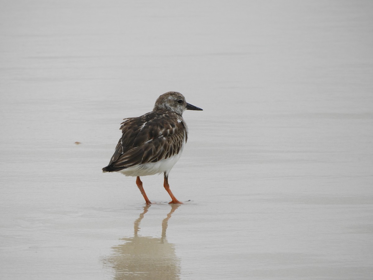 Tournepierre à collier - ML644675674
