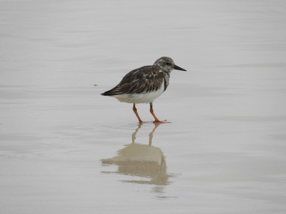 Tournepierre à collier - ML644675675