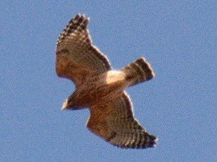 Buse à épaulettes (groupe lineatus) - ML644675676