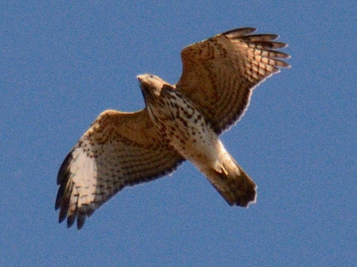 Buse à épaulettes (groupe lineatus) - ML644675677