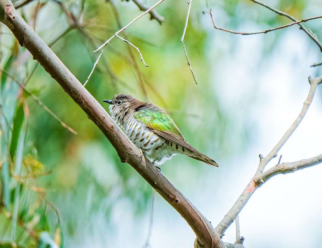 Coucou éclatant - ML644675682