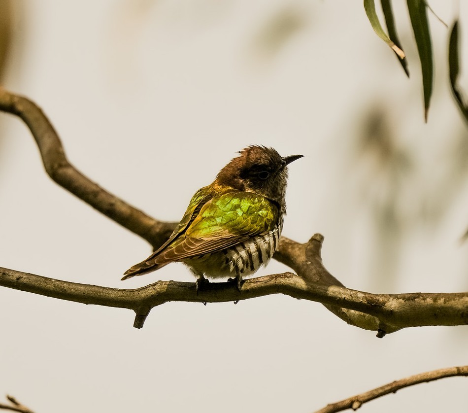 Coucou éclatant - ML644675683