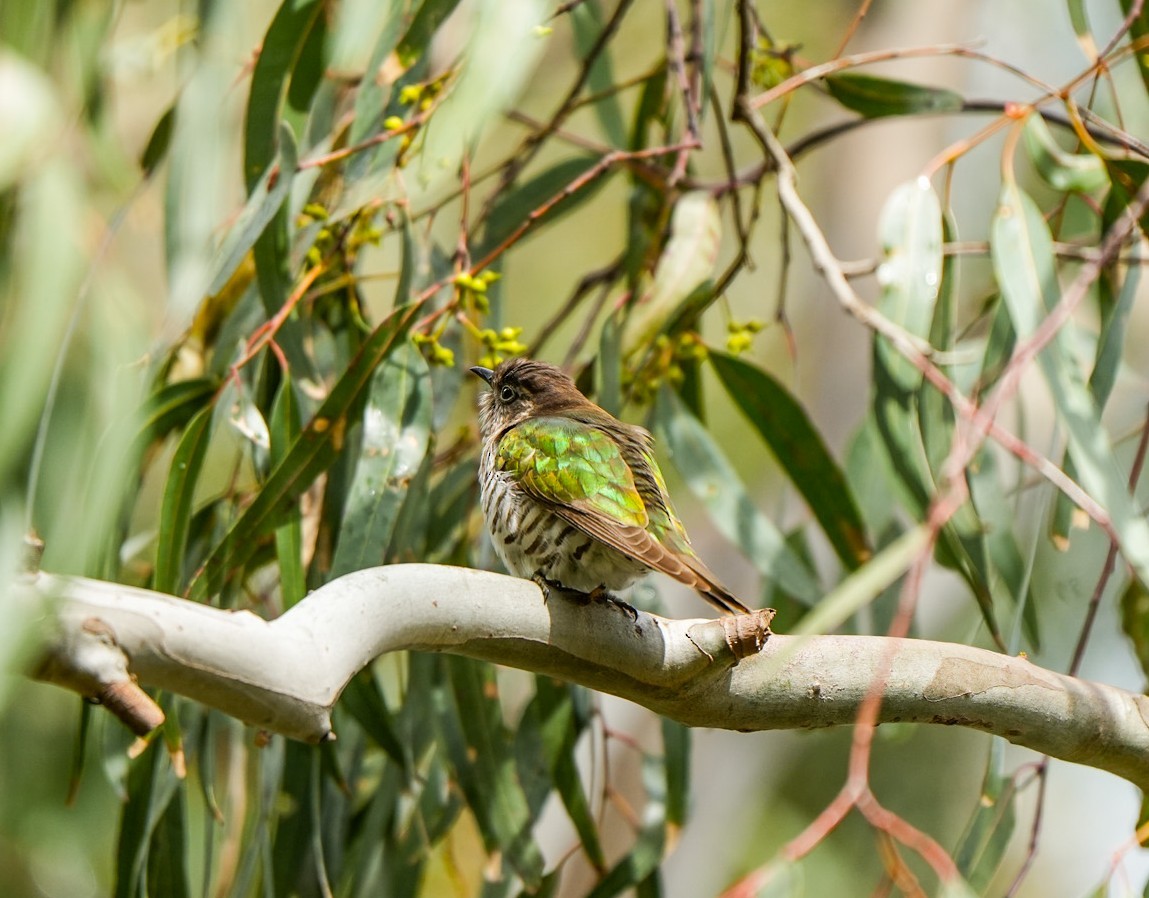 Coucou éclatant - ML644675684