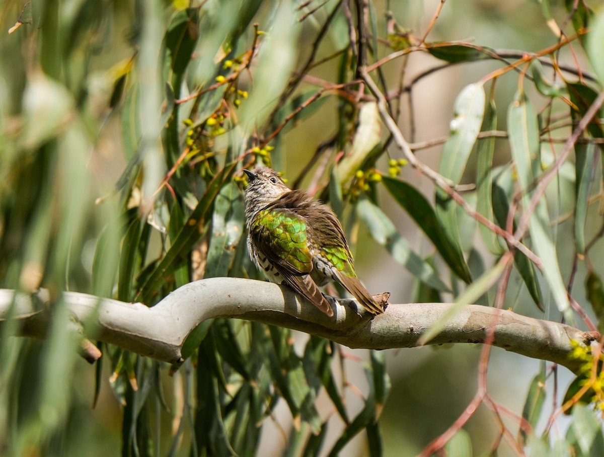 Coucou éclatant - ML644675685