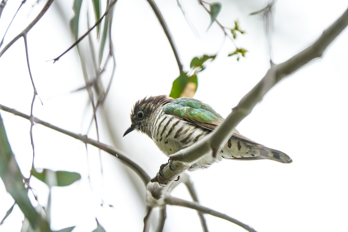 Coucou éclatant - ML644675686