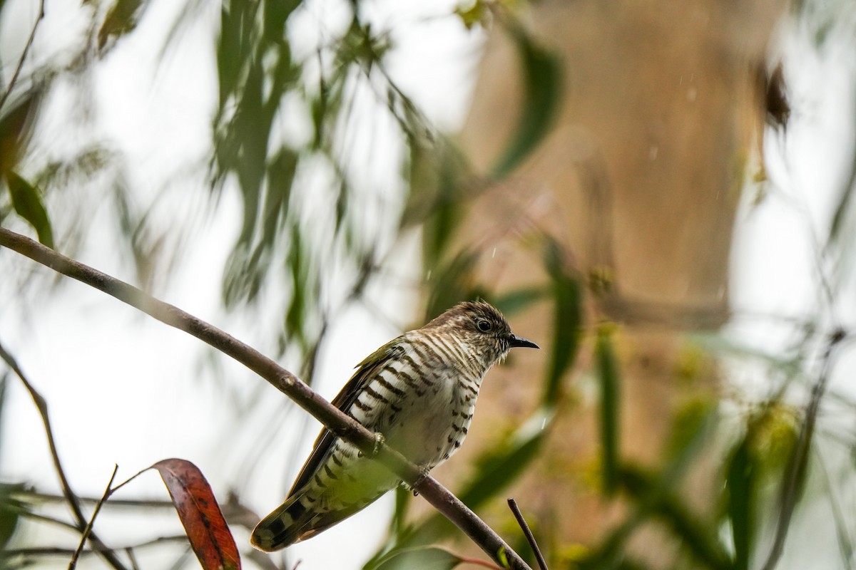 Coucou éclatant - ML644675687