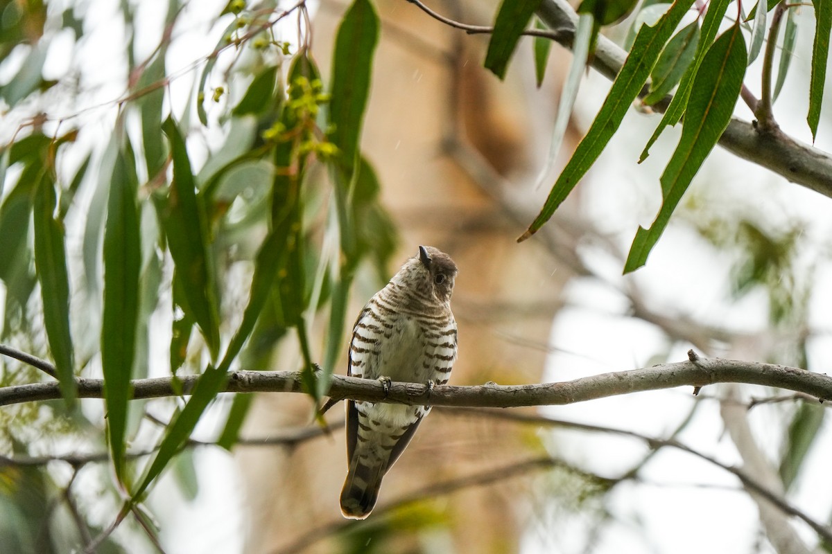 Coucou éclatant - ML644675688