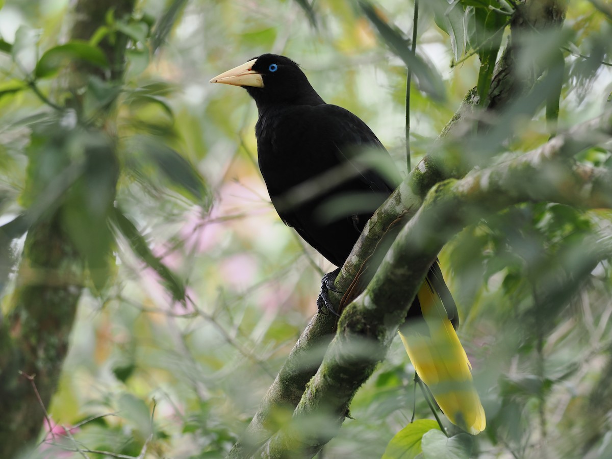 Cassique huppé - ML644675689