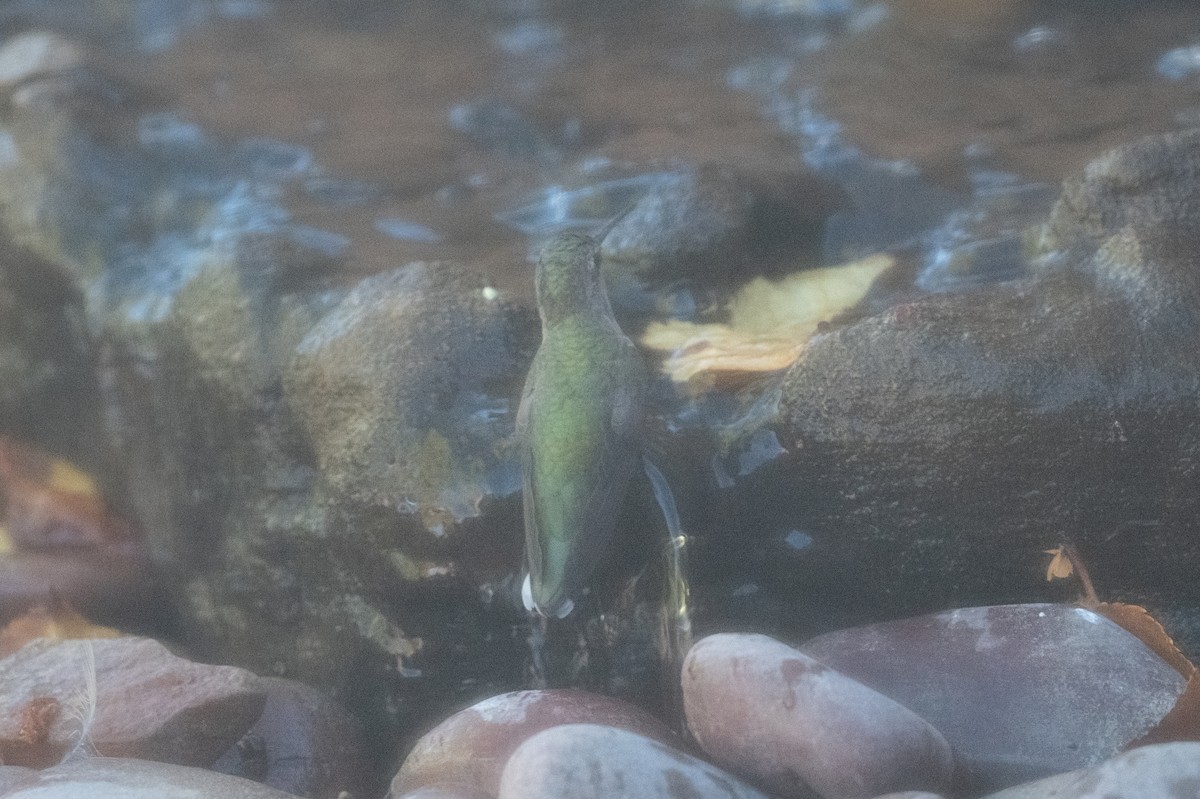 Broad-tailed Hummingbird - ML644675690