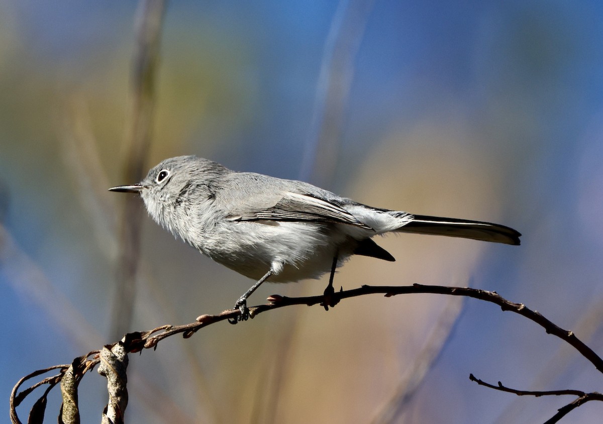 Gobemoucheron gris-bleu - ML644675691