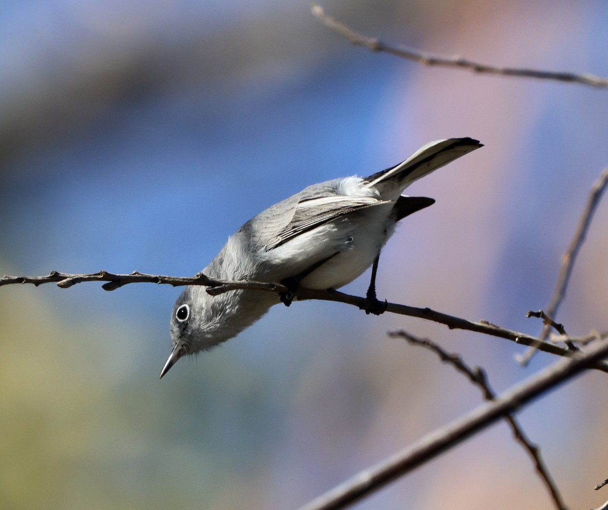 Gobemoucheron gris-bleu - ML644675692