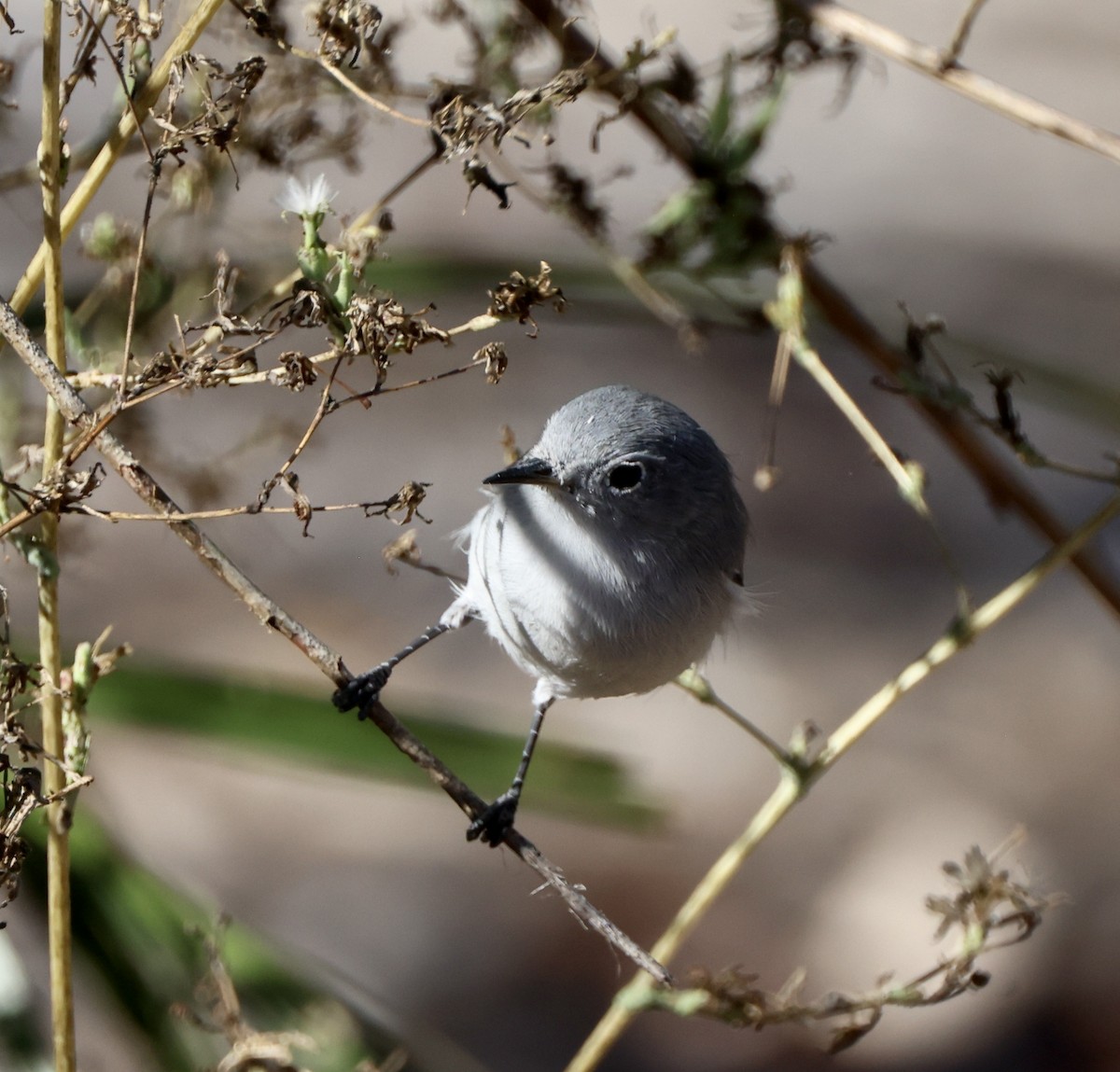 Gobemoucheron gris-bleu - ML644675693