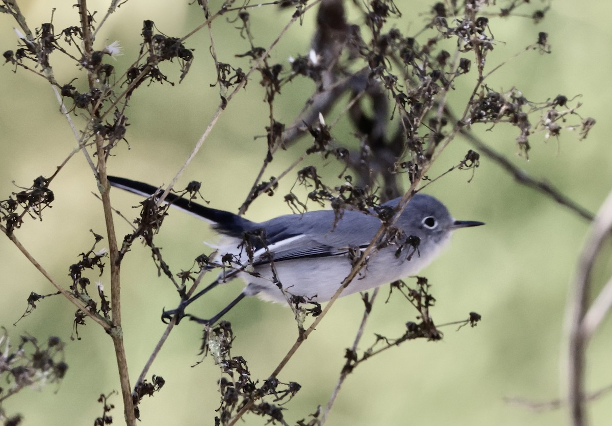 Gobemoucheron gris-bleu - ML644675694