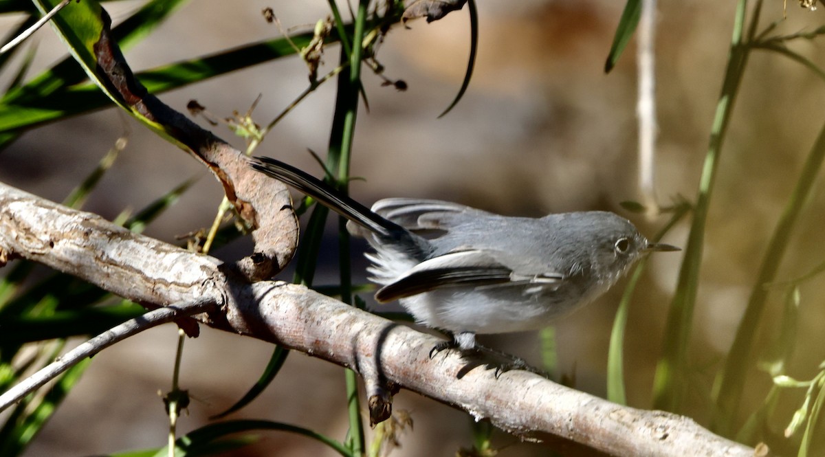 Gobemoucheron gris-bleu - ML644675695