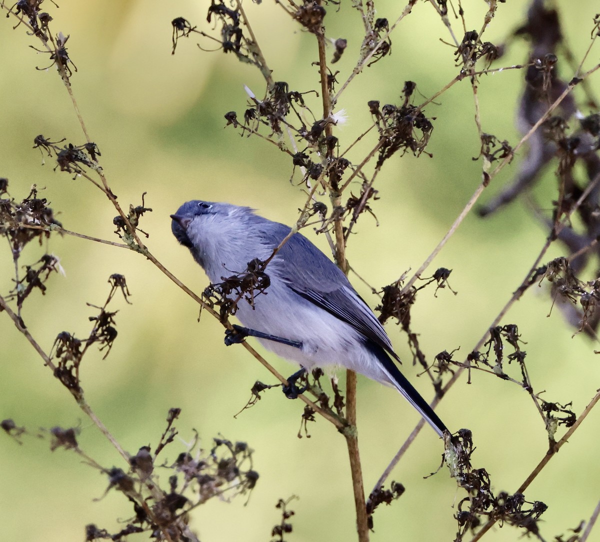 Gobemoucheron gris-bleu - ML644675697