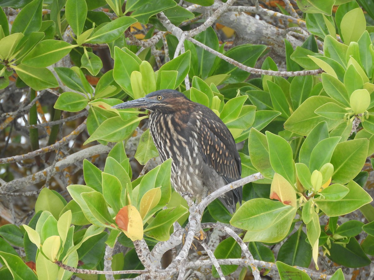 Héron des Galapagos - ML644675705