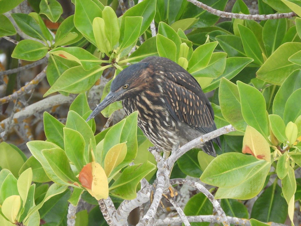 Héron des Galapagos - ML644675706
