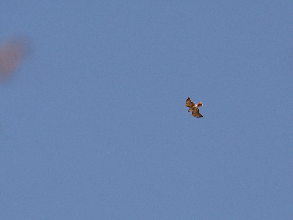 Buse à queue rousse (borealis) - ML644675707