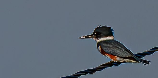 Martin-pêcheur d'Amérique - ML644675708