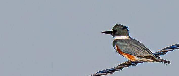 Martin-pêcheur d'Amérique - ML644675709