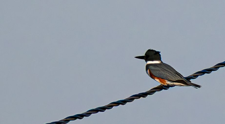 Martin-pêcheur d'Amérique - ML644675710