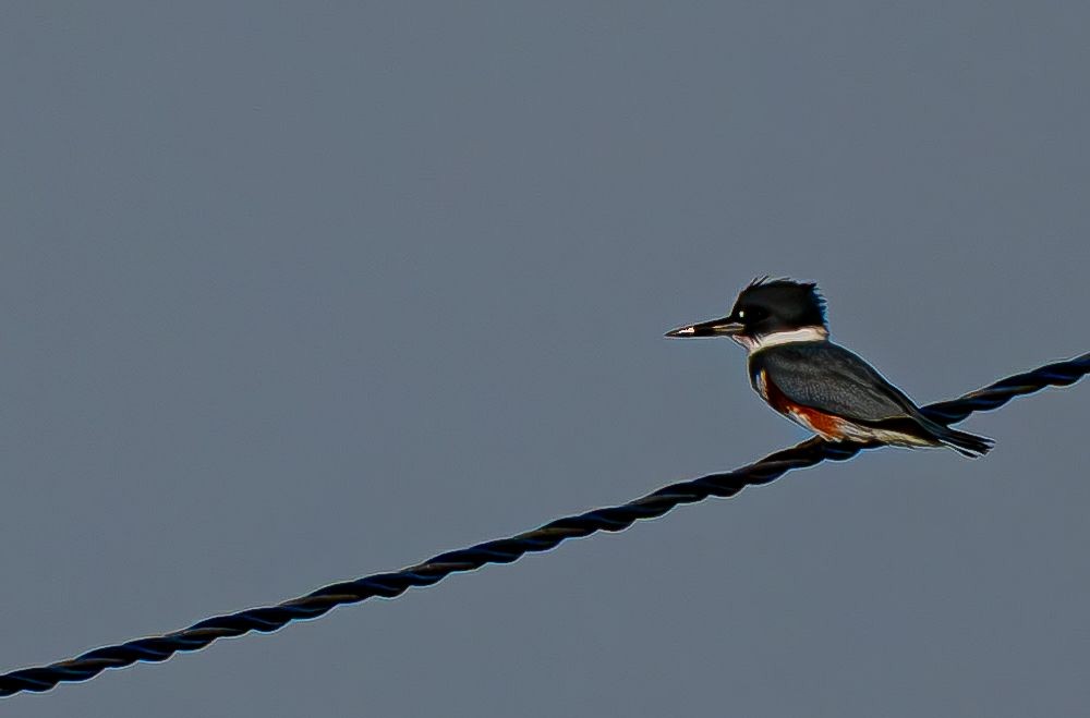 Martin-pêcheur d'Amérique - ML644675711