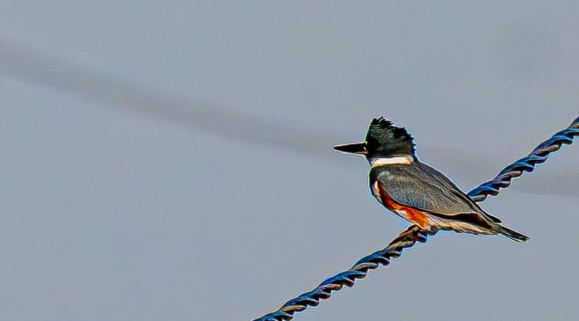 Martin-pêcheur d'Amérique - ML644675712