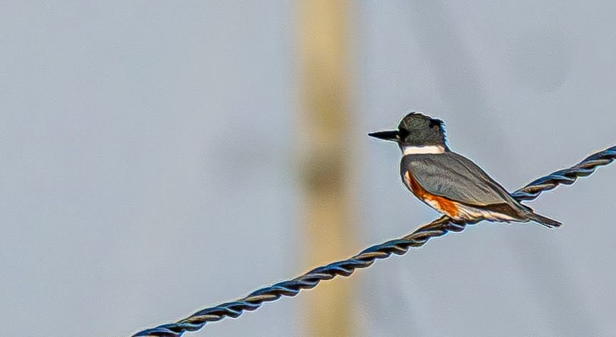 Martin-pêcheur d'Amérique - ML644675713