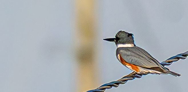 Martin-pêcheur d'Amérique - ML644675714