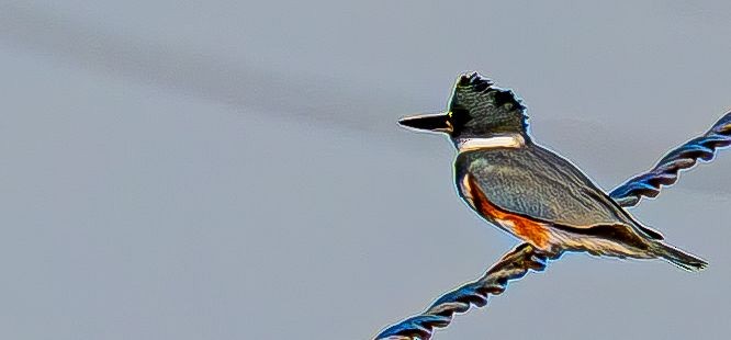 Martin-pêcheur d'Amérique - ML644675715