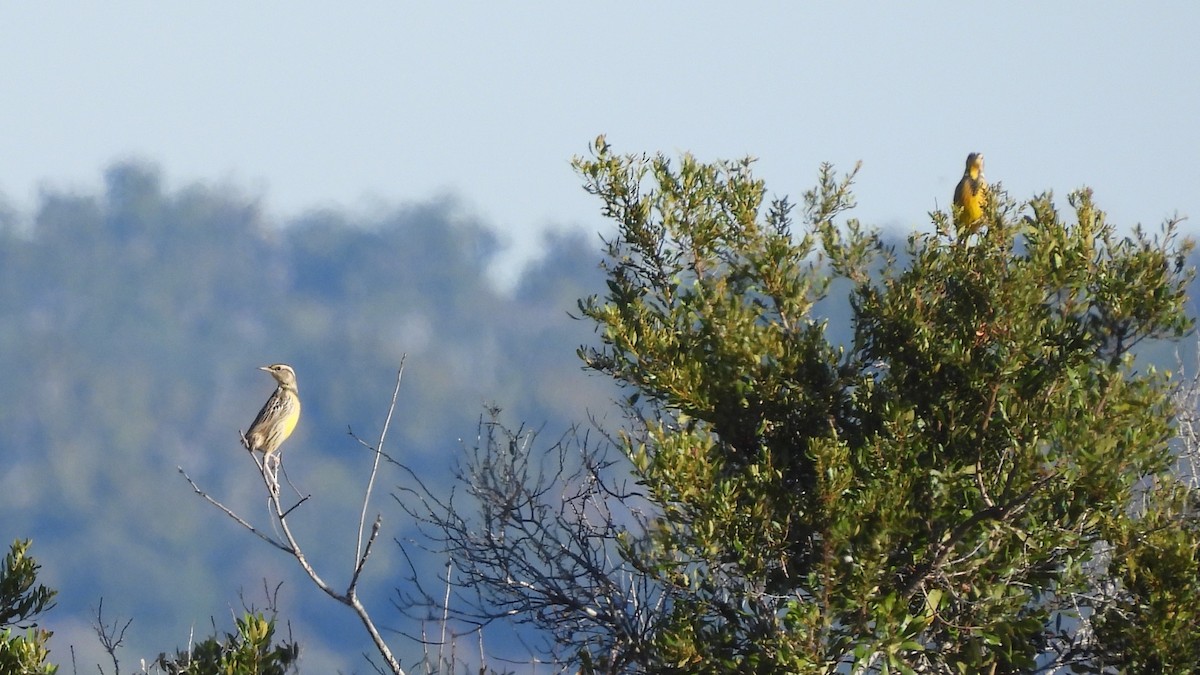 Eastern Meadowlark - ML644675718