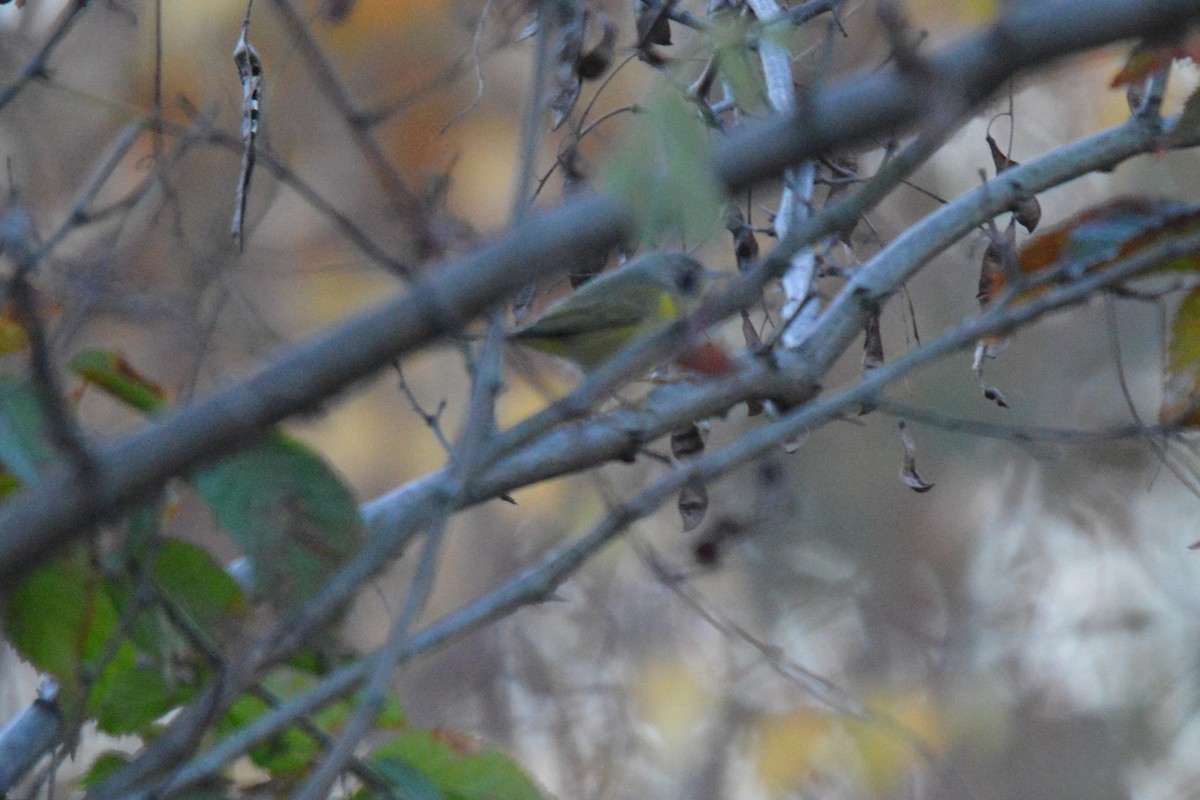 Nashville Warbler - ML644675721